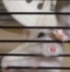 Hamsterwheel thumbnail.png