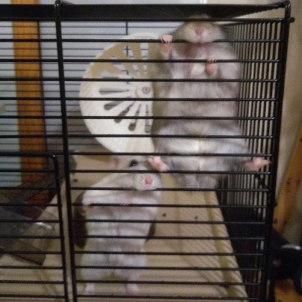 File:Meet Ilya and pjotr.jpg